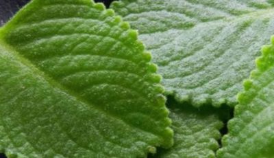 Oregano: The Golden Herb for Eye Health