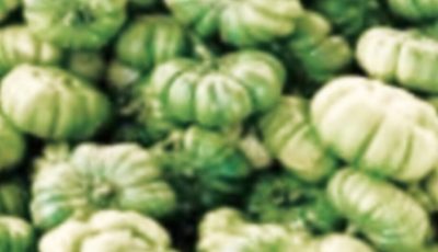 Discover the secret health benefits of common mallow