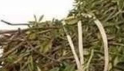 The Most Potent Herb That Destroys Parasites, Urinary Tract