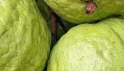 Guava Recipes for Balanced Blood Sugar and Stronger Hair – Natural Remedies that Work