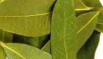Exploring the Benefits of Bay Leaves for Skin: Natural Anti-Aging Properties