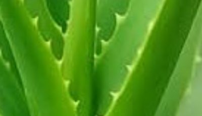 Aloe Vera: A Gentle Solution for Varicose Veins