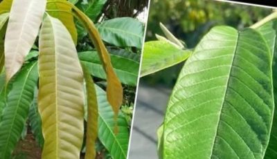 The four medicinal leaves: Avocado leaves, mango leaves, bay leaves, and guava leaves