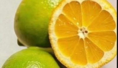 Lemon Peel Tea: A Refreshing, Natural Drink for Hydration and Daily Wellness