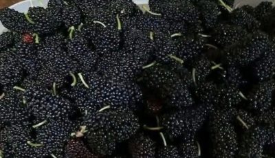 Mulberry Smoothie