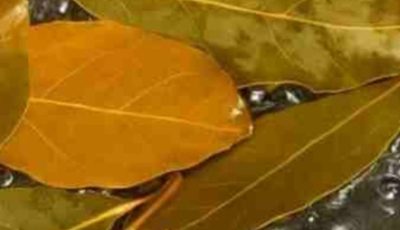 Banish Flies, Mosquitoes, and Cockroaches with These Simple Natural Remedies
