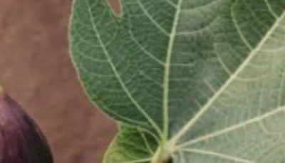 The Power of Fig Leaves: Hidden Benefits in These Leaves