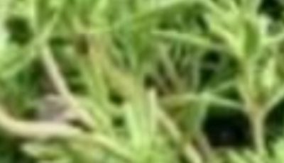Thyme: The Most Powerful Herb You Should Know About